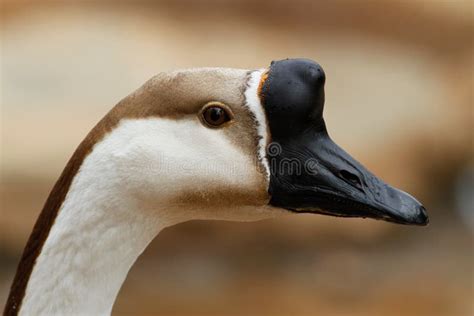 Ganso Del Cisne Cygnoides Del Anser Foto De Archivo Imagen De