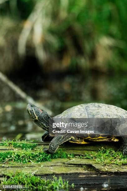 Common Snapping Turtle Photos And Premium High Res Pictures Getty Images