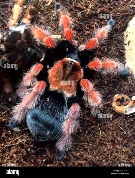 Mexican Fire Leg Tarantula Stock Photo Alamy