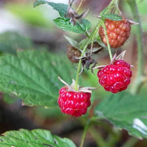 Framboisier Remontant September Rubus Idaeus Vari T Productif Et