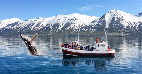 Whale Watching Tours In Iceland - An Unforgettable Experience