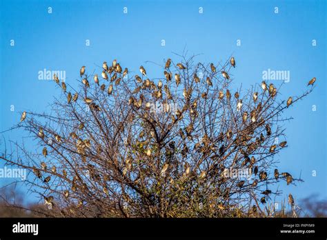 Red Billed Quelea In Kruger National Park South Africa Specie Quelea