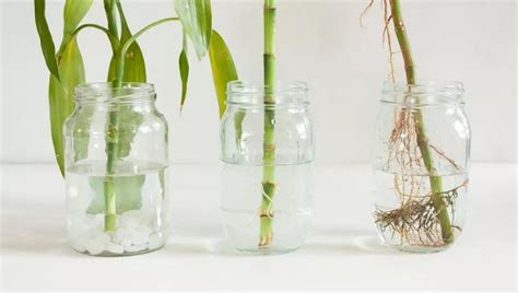 Lucky Bamboo Plant Benefits Care How To Grow In Water And Soil