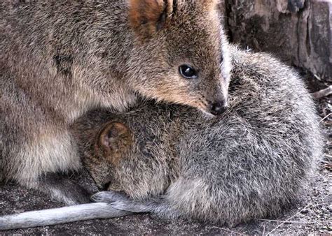 Короткохвостый кенгуру или квокка: уникальный вид Австралии