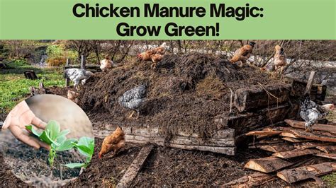 Transforming Chicken Manure Into Fertilizer The 5 Step Magic Youtube