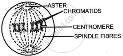 Draw A Labelled Diagram To Show The Metaphase Stage Of Mitosis In An