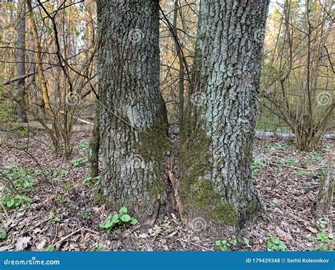 Grote Oude Boom Met Moss Mos Groeit Op Een Boomstam In Het Bos Sterke