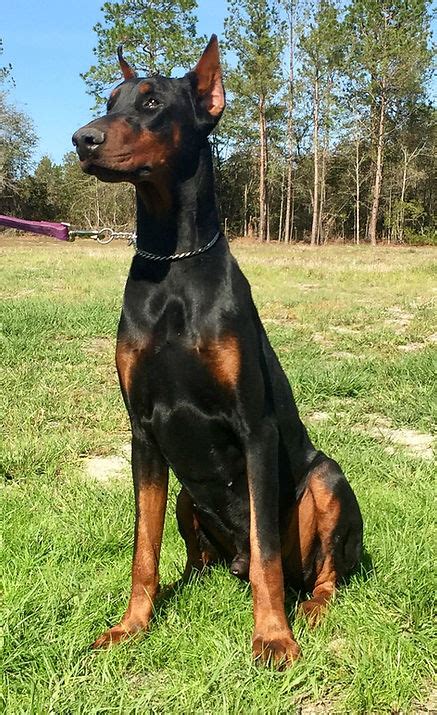 Zeus Von Barry Of Kimbertal Besharakennels