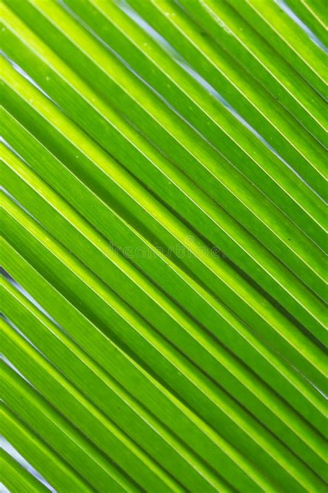 Natural Green Diagonal Lines On Palm Tree Leaf Green Abstract