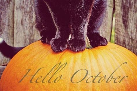 Black Cat And Pumpkin Hello October Quote Pictures Photos And Images