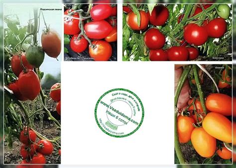 Томат Подсинская Лиана Описание Сорта Фото Отзывы — Картинки фотографии