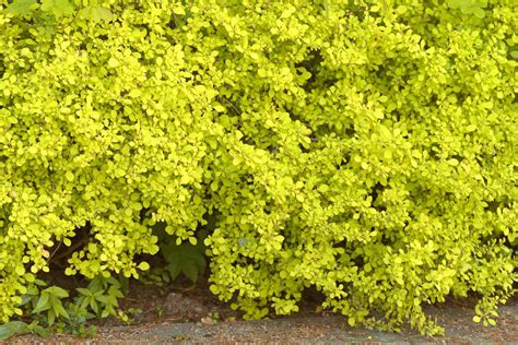 Best Heat Tolerant Shrubs