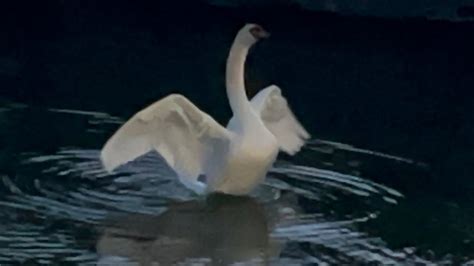 Swan Cob Anglesey Showing His Dominance As Dusks Falls 6 November