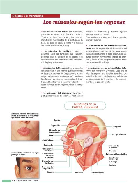 Anatom A Y Fisiolog A Del Cuerpo Humano By Maria Cristina Velasquez