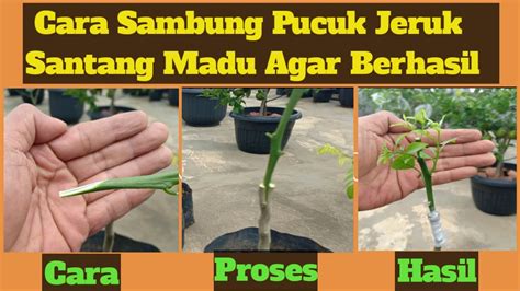 Cara Sambung Pucuk Jeruk Santang Madu Agar Berhasil TIPS Untuk