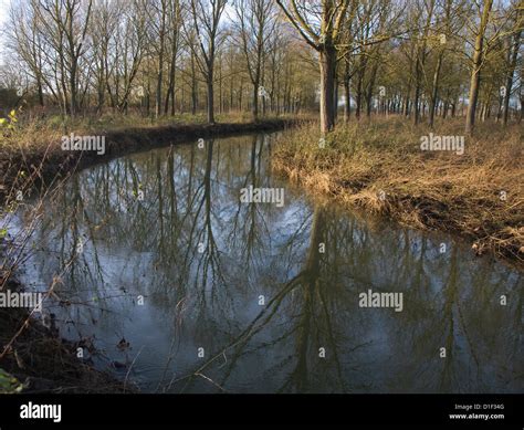 River Deben Meandering Through Salix Alba Caerulea Cricket Bat Willow