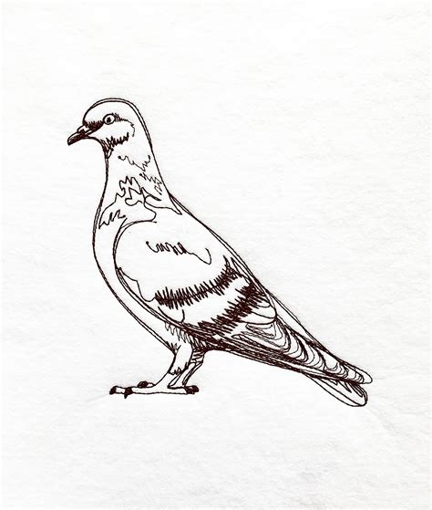 Sketch Pigeon Embroidery Design Realistic Bird Embroidery Etsy