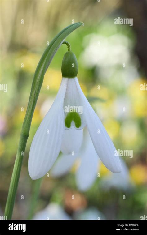 Atkinsii Galanthus Hi Res Stock Photography And Images Alamy