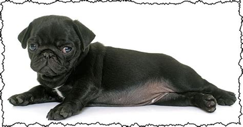 Pug Personality Traits Is It The Right Dog For You