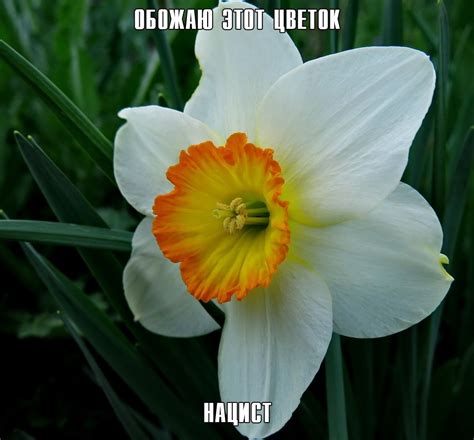 Мемы (Мемосы, мемасы, мемосики, мемесы) :: цветок :: приколы для даунов ...