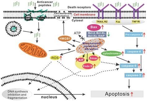 Anticancer Potential Of Bioactive Peptides From Animal Sources Review