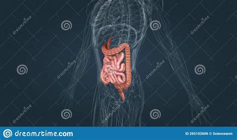 The Small Intestine Is Connected To The Large Intestine Also Called