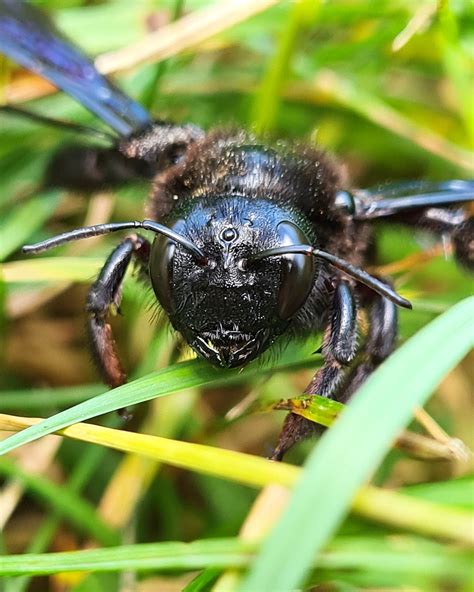 Große Holzbiene Blaue Holzbiene Xylocopa violacea c Al Flickr