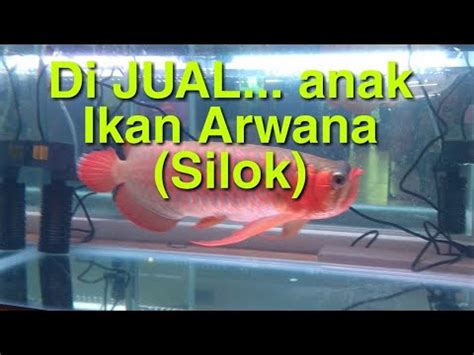 Di Jual Anak Ikan Arwana Silok Silok Arwana Ikanarwana