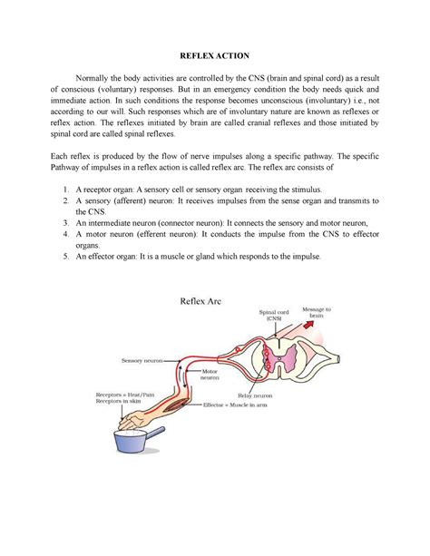 Reflex Action And Voluntary Action Reflex Action Normally The Body