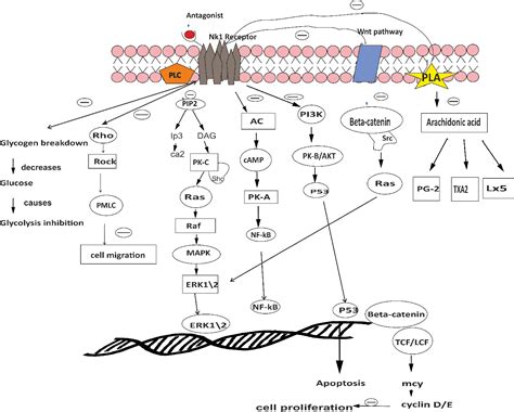 Figure From A Comprehensive Review On Neurokinin Receptor