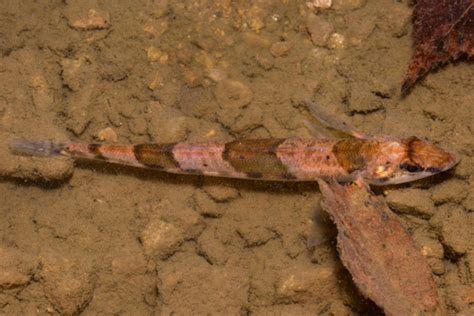 Crystal Darter Crystallaria Asprella · Inaturalist