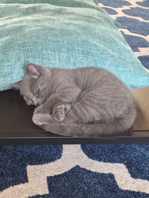 Our new 8-week old kitty, Piper. : r/aww