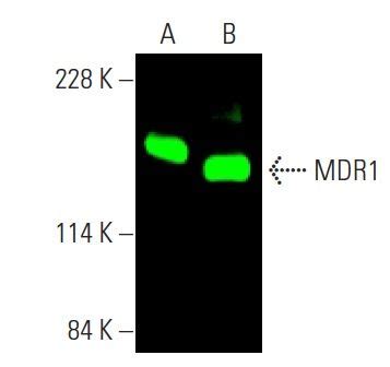 MDR1 ABCB1抗体 D 11 SCBT Santa Cruz Biotechnology