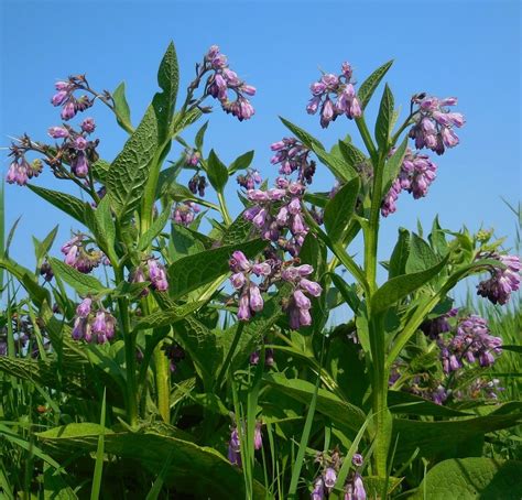 Consolida Erboristeria Lettig Natur