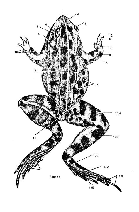 Alat Pernapasan Katak Adalah 6