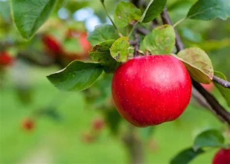 Red apple tree Stock Photos, Royalty Free Red apple tree Images ...