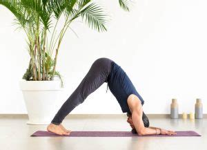 Dolphin Pose In Yoga Benefits Technique And Variations Everything