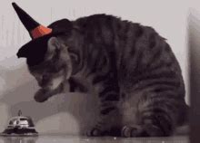 Halloween Cat Halloween GIF - Halloween Cat Halloween Witch Cat ...