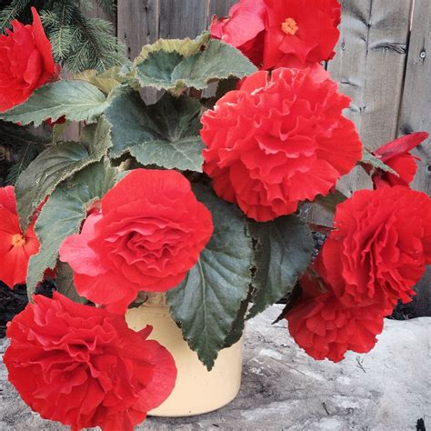 Begonia Flowers Not Blooming at Donald Mccann blog