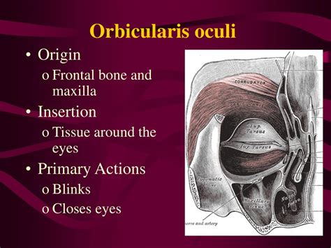 Ppt Muscles Powerpoint Presentation Free Download Id1466202