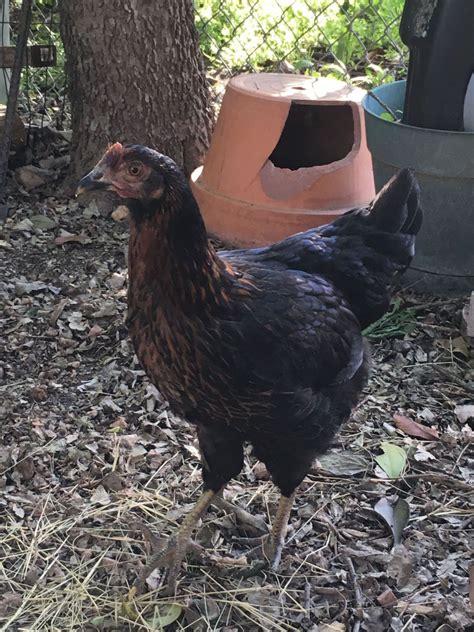 Black Sex Link Hen Or Roo Backyard Chickens Learn How To Raise Chickens