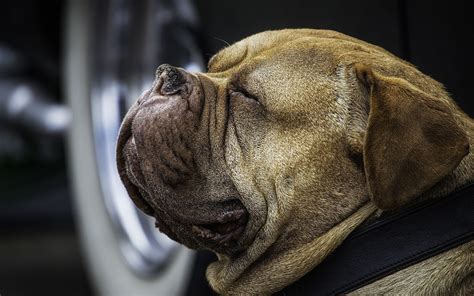 #736511 Dogs, Puppy, Boxer - Rare Gallery HD Wallpapers