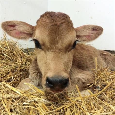 Dairy Good Life: Baby Calf Names of 2014