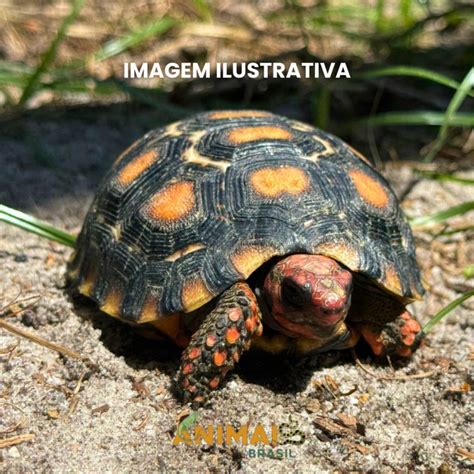 Jabuti Piranga Tamanho Maximo - Jabuti Piranga da Caatinga (Chelonoidis carbonaria)
