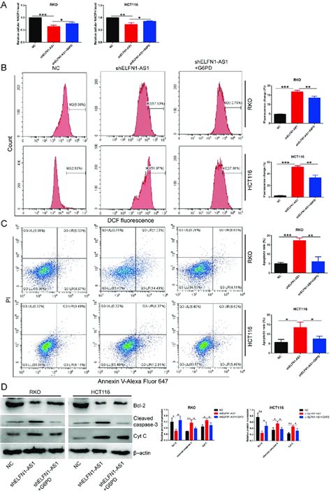 Knockdown of ELFN1-AS1 significantly promotes ROS accumulation and ...