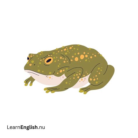 Animals in Spanish - learn spanish