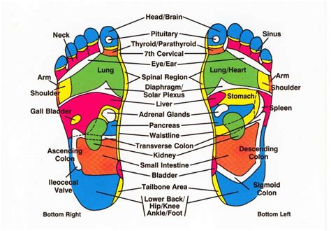 What Is Massage Therapy And Reflexology At Janice Gardiner Blog