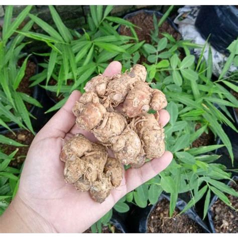 jual gr kencurkencur segarcikurbumbu masak shopee indonesia