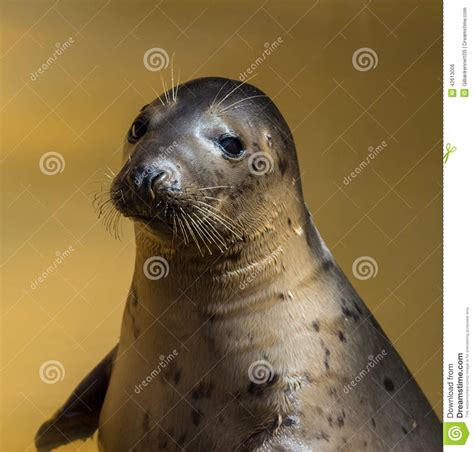 Seal Portrait At Seal Sanctuary Stock Photo Image Of Mablethorpe