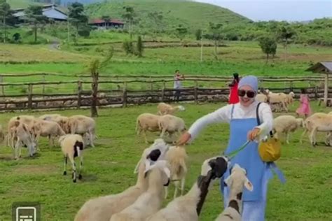 Banyumas Punya Menggala Ranch Tempat Wisata Mirip Di New Zealand